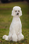 sitting Giant Poodle