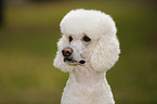 Giant Poodle Portrait