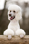 Giant Poodle