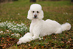 lying Giant Poodle