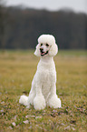 sitting Giant Poodle