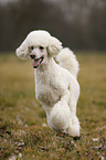 running Giant Poodle