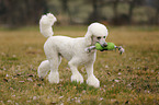 playing Giant Poodle