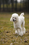 running Giant Poodle