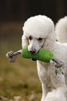 Giant Poodle Portrait