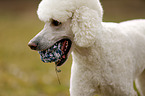 Giant Poodle Portrait