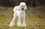 Giant Poodle