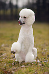 Giant Poodle gives paw