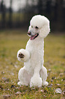 Giant Poodle gives paw