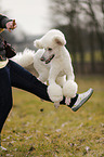 jumping Giant Poodle