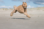 running Giant Poodle