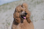 Giant Poodle Portrait