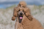 Giant Poodle Portrait