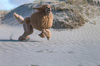 running Giant Poodle