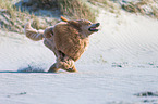 running Giant Poodle