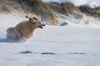 running Giant Poodle