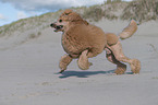 running Giant Poodle