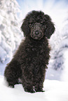 young male royal poodle
