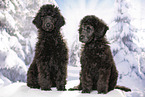 young male royal poodles