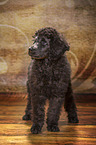 young male royal poodle