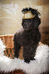 young male royal poodle