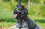 lying Giant Poodle
