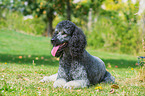 lying Giant Poodle