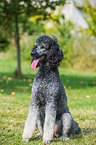 sitting Giant Poodle
