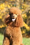 Giant Poodle Portrait