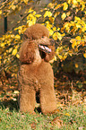 Giant Poodle