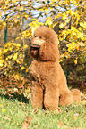 sitting Giant Poodle