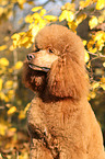 Giant Poodle Portrait