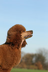 Giant Poodle Portrait