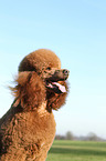 Giant Poodle Portrait