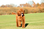 walking Giant Poodle