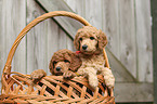 Giant Poodle Puppies