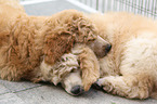 Giant Poodle Puppies