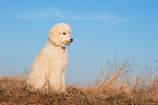 young Giant Poodle