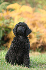 Giant Poodle Puppy