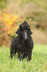 Giant Poodle Puppy