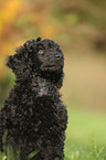 Giant Poodle Puppy