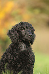 Giant Poodle Puppy