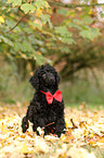 Giant Poodle Puppy