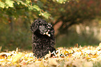 Giant Poodle Puppy