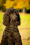Giant Pudel Portrait