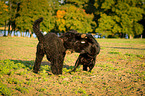 playing dogs