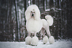 Giant Poodle