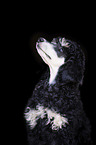 Giant Poodle portrait