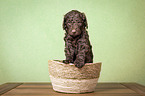 Giant Poodle Puppy in a basket