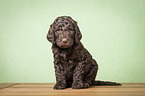 sitting Giant Poodle Puppy